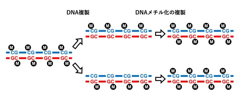 DNA転移