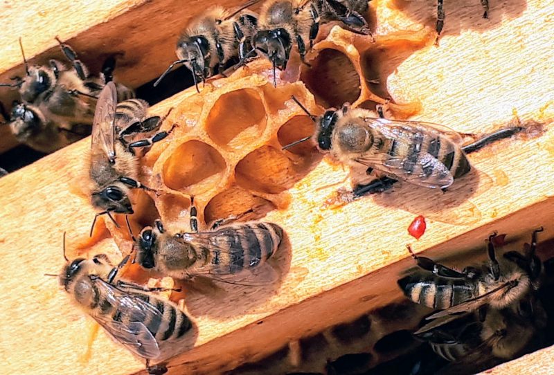 ミツバチと巣
