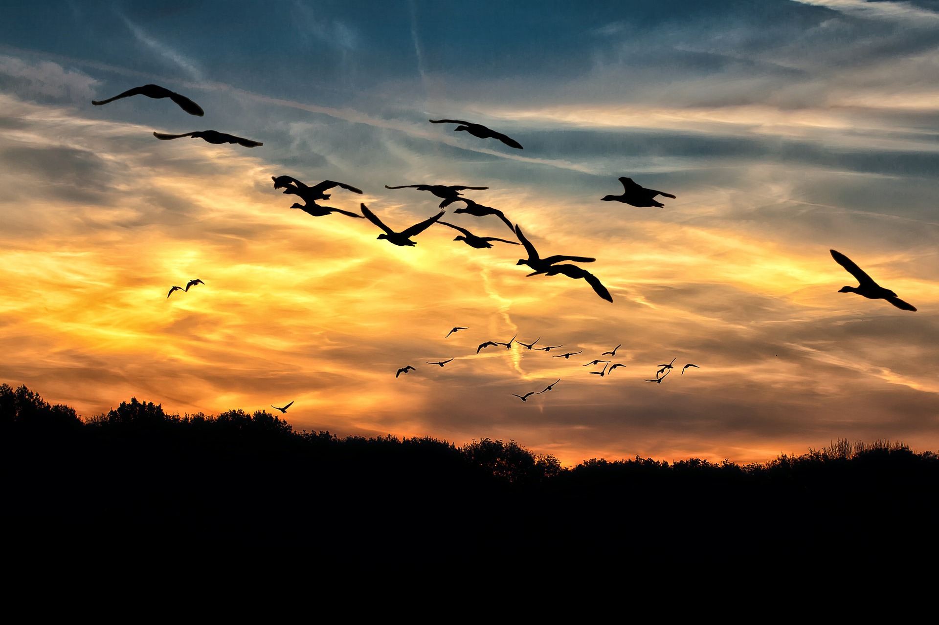夕陽の渡り鳥
